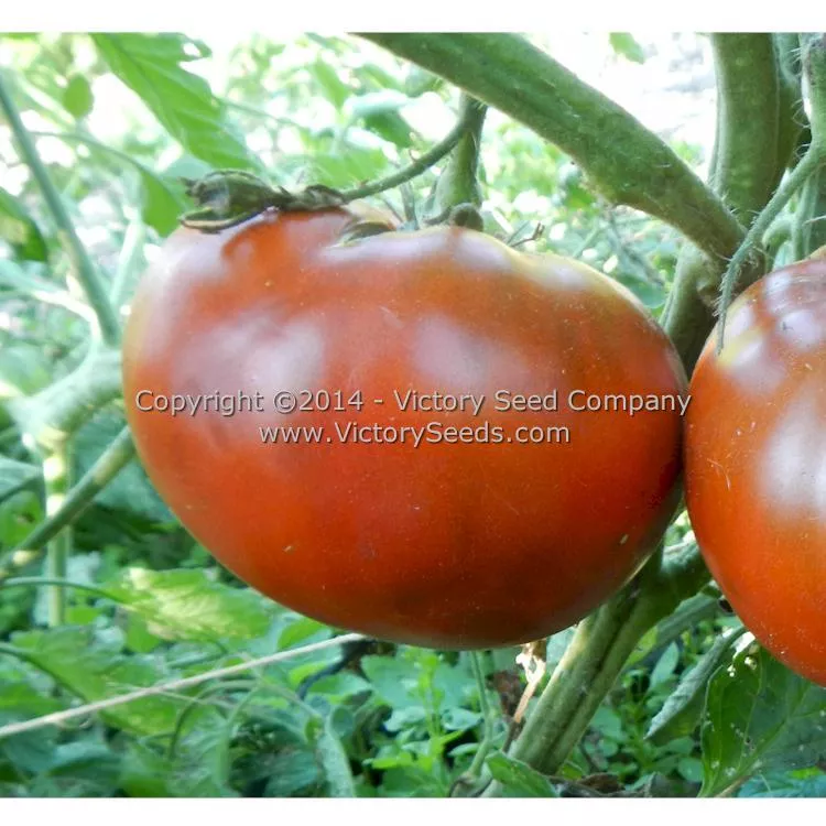 Cherokee Chocolate Tomato