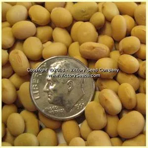 Morlanvia Soybean