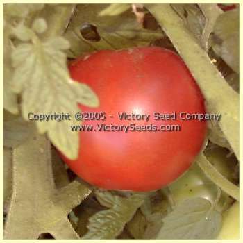 JTD Tomato