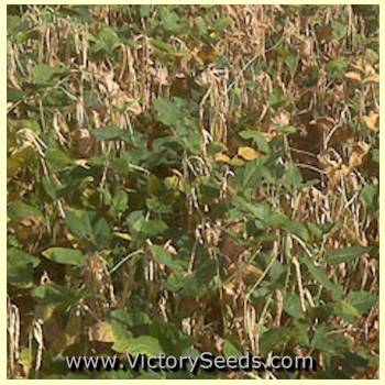 Champion Southern Pea