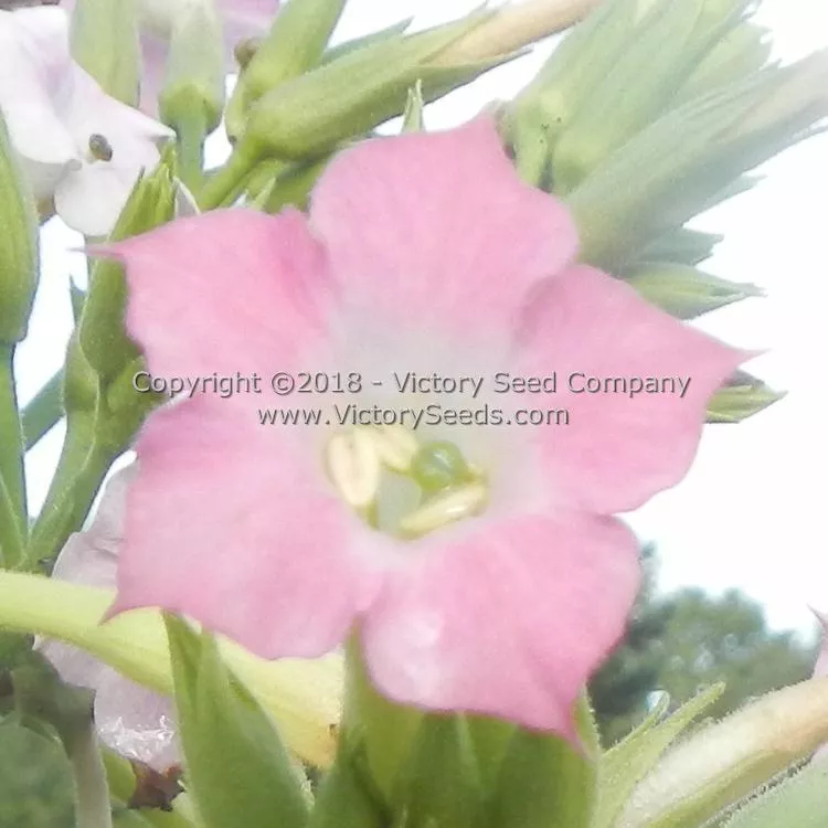 White Stem Orinoco Tobacco