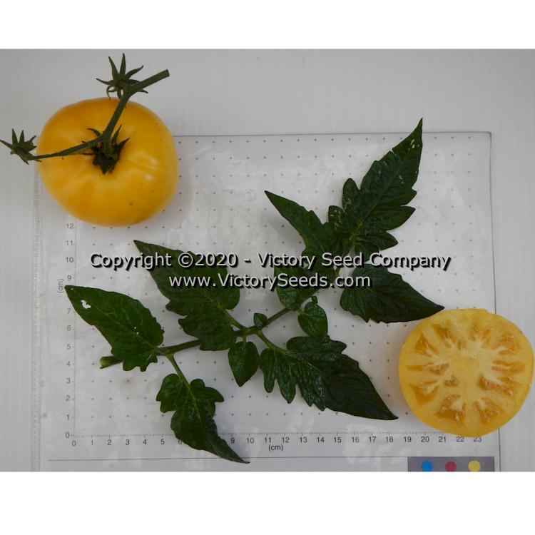 Dwarf Jasmine Yellow Tomato