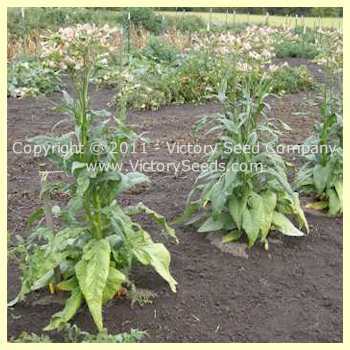 One Sucker Tobacco