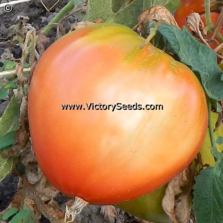 Dwarf Sonrojo Monster Tomato