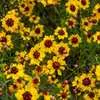 Plains Coreopsis