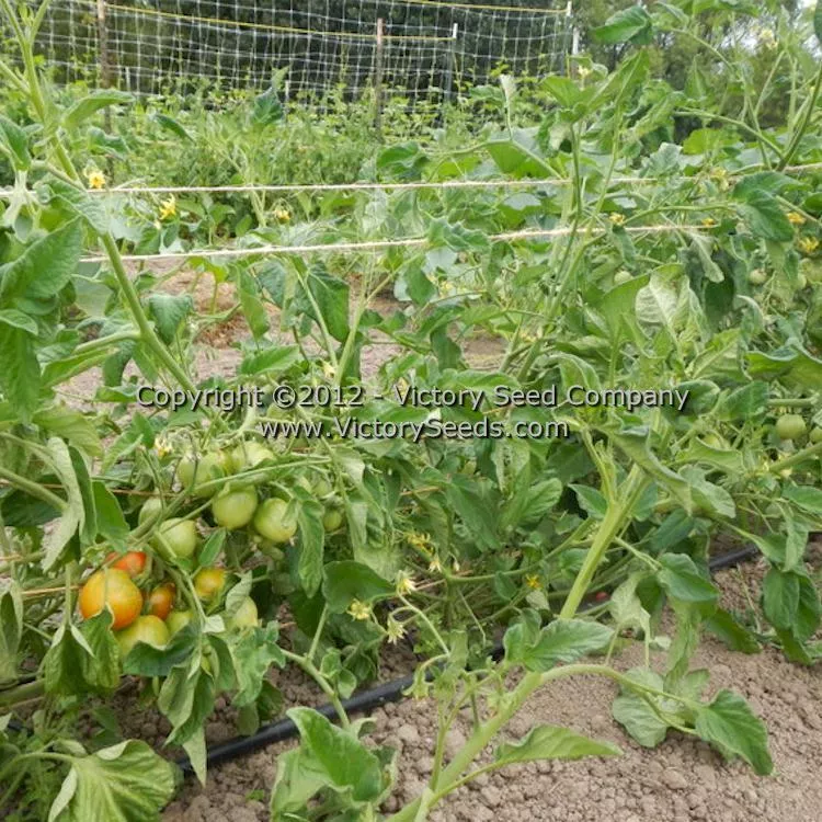Kimberley Tomato