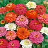 Zinnia, Thumbelina Mix