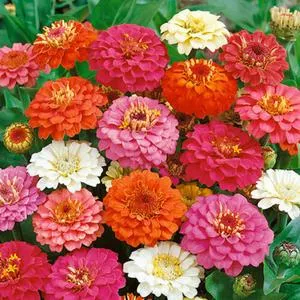 Zinnia, Thumbelina Mix
