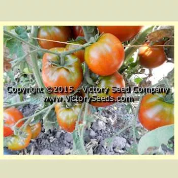Sleeping Lady Tomato