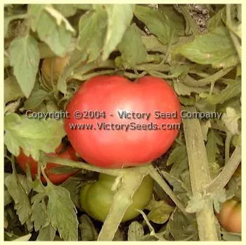 Louisiana Gulf State Tomato