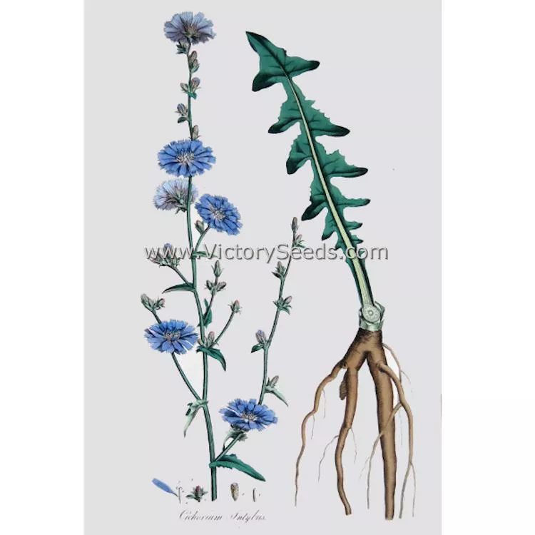 Chicory