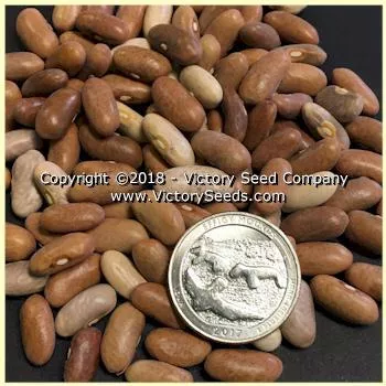 Royal Burgundy Bush Garden Bean