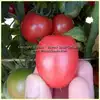Dwarf Bendigo Rose Tomato