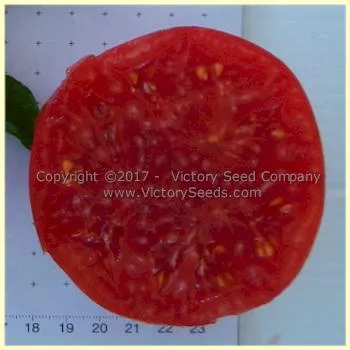 Hege German Pink Tomato