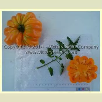 Golden Accordion Tomato