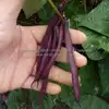 Purple Dove Bush Garden Bean