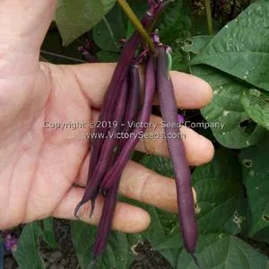 Purple Dove Bush Garden Bean