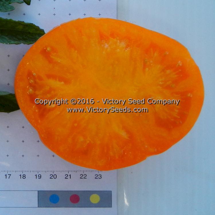 Loxton Lad Tomato