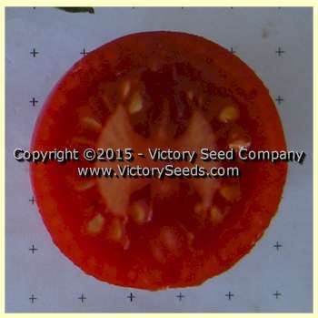 Victory Tomato