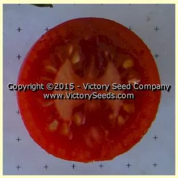 Victory Tomato