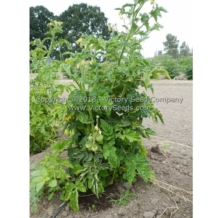 Potentate Tomato