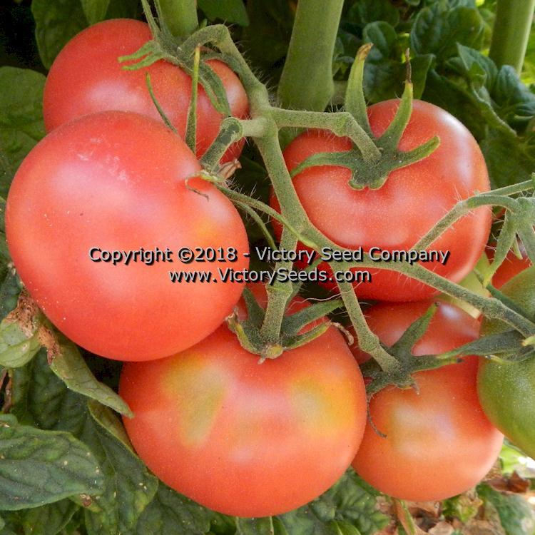Dwarf Pink Opal Tomato