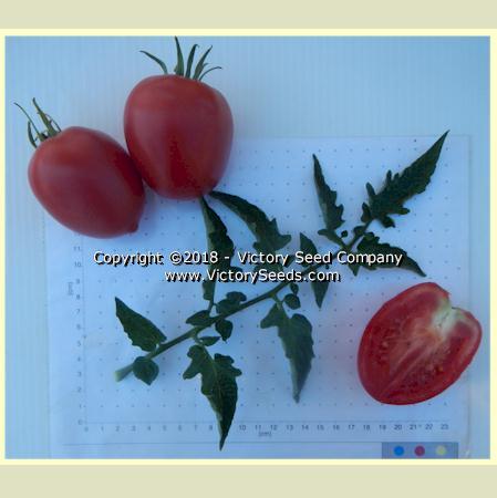 Dwarf Melanie's Ballet Tomato