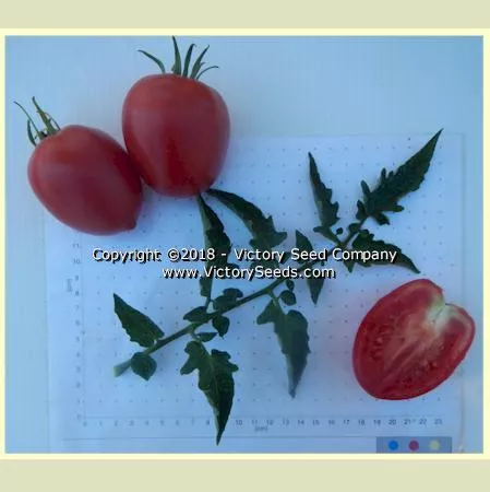 Dwarf Melanie's Ballet Tomato