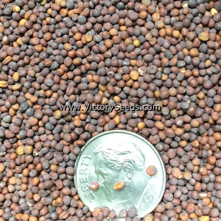 Florida Broad Leaf Mustard Greens