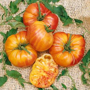 Old German Tomato