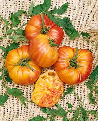 Old German Tomato