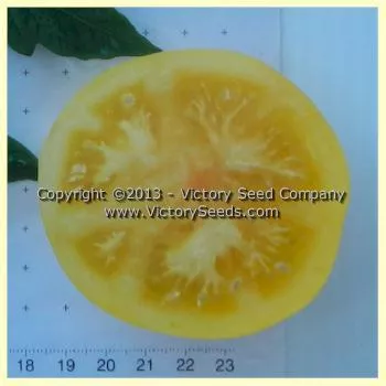Yellow Lemon Tomato