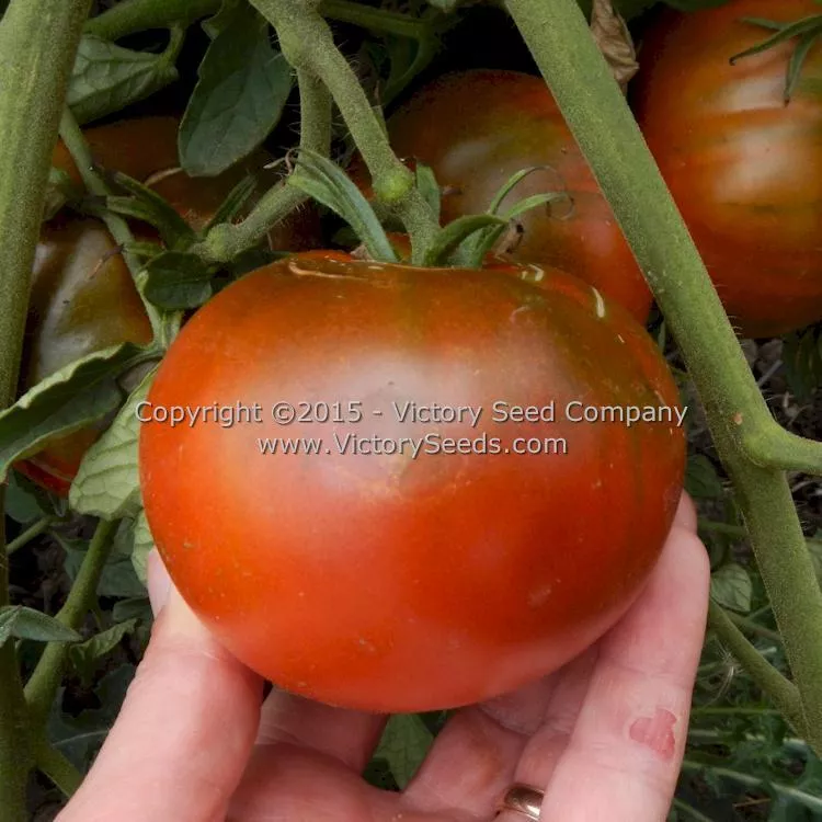 Cherokee Chocolate Tomato