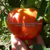 Dwarf Speckled Heart Tomato