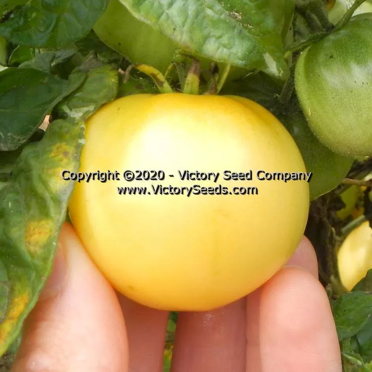 Dwarf Pico's Pride Tomato