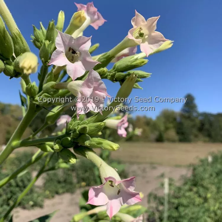 Moonlight Tobacco