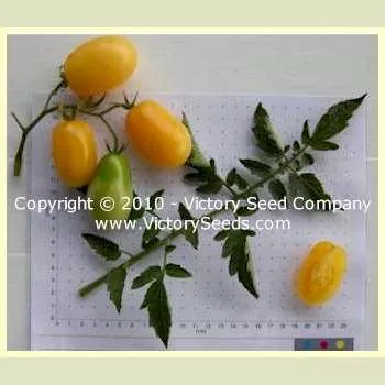 J. Walsh Tomato