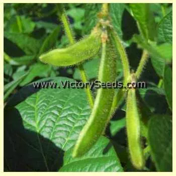 Jewel Soybean