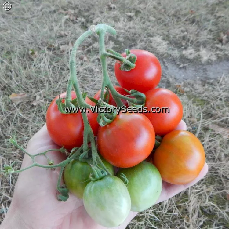 Glacier Tomato