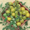 Green Grape Tomato