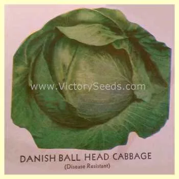 Danish Ballhead Cabbage