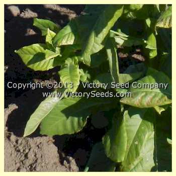 Mountain Pima Tobacco