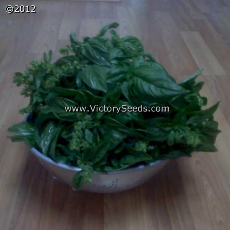 Basil, Italian Large Leaf (Sweet)