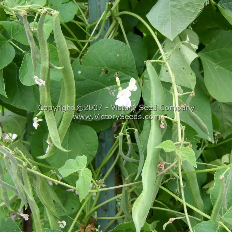 White Emergo Runner Bean