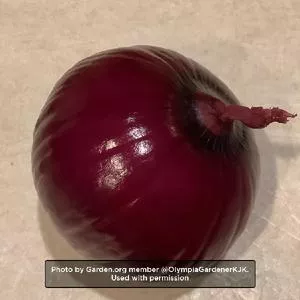 Ruby Red Onion