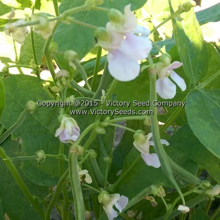 Large Purple Kidney (Norberg / Wanda) Bush Dry Garden Bean