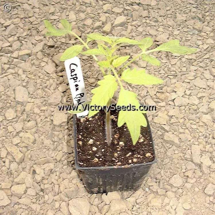 Caspian Pink Tomato