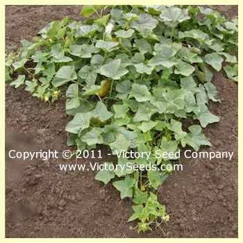 Zarnitsa Cucumber