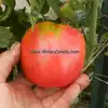 Dwarf Big Valentine Tomato