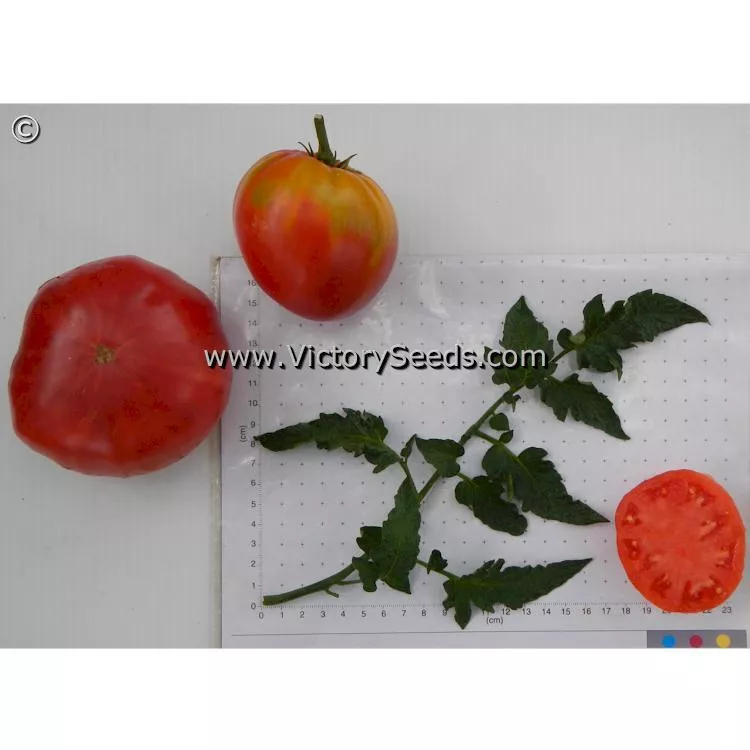 Dwarf Sonrojo Monster Tomato